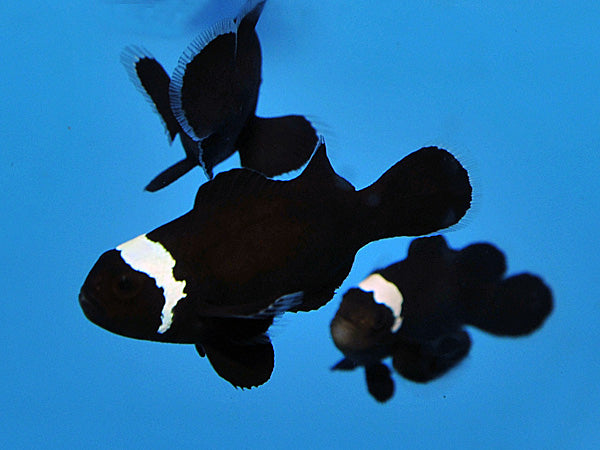 Amphiprion ocellaris Darwin misbar