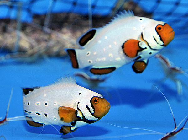 Amphiprion ocellaris frostbite frozen