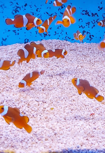 Amphiprion ocellaris misbar - Common clownfish