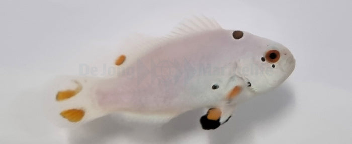 Amphiprion ocellaris snow storm