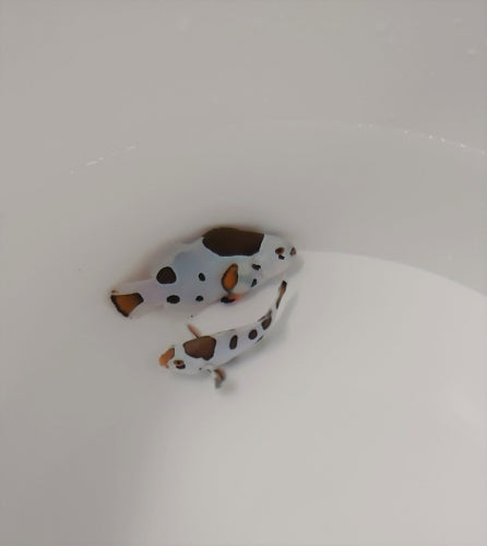 Amphiprion ocellaris tricolor storm