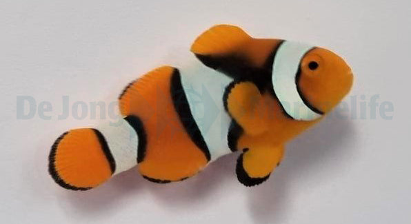Amphiprion percula (Black) - Black percula clownfish