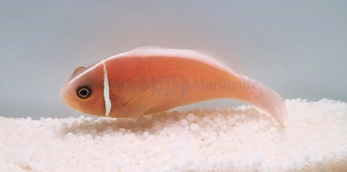Amphiprion perideraion - Skunk clownfish