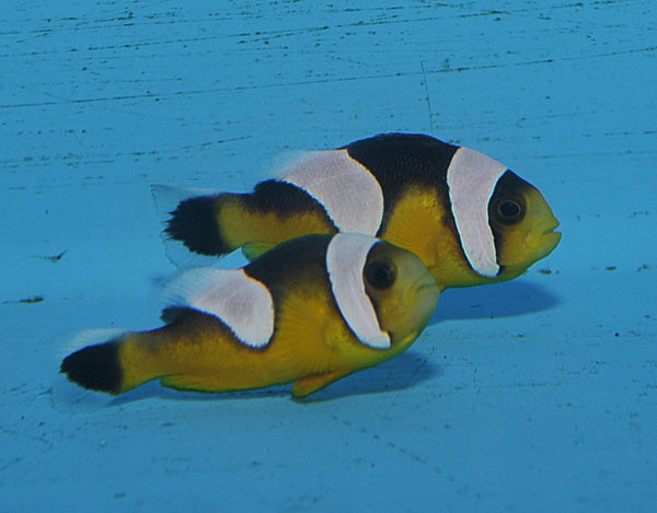 Amphiprion polymnus gold (laticlavius) - Saddleback clownfish