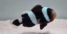 Amphiprion polymnus - Saddleback clownfish