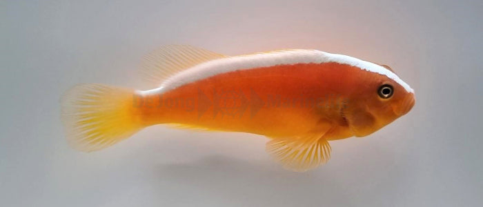 Amphiprion sandaracinos - Orange skunk clownfish