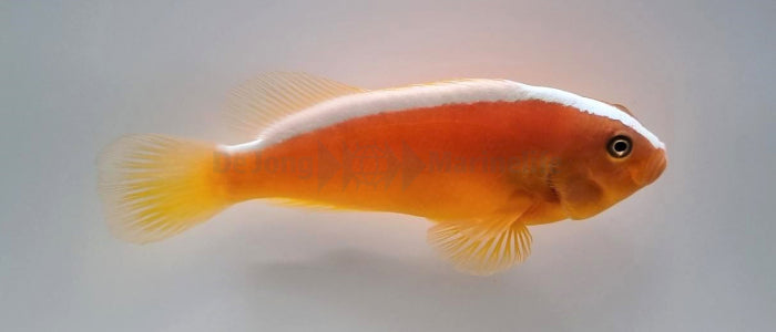 Amphiprion sandaracinos - Orange skunk clownfish