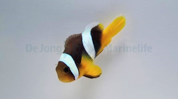 Amphiprion sebae (Black) - Sebae clownfish
