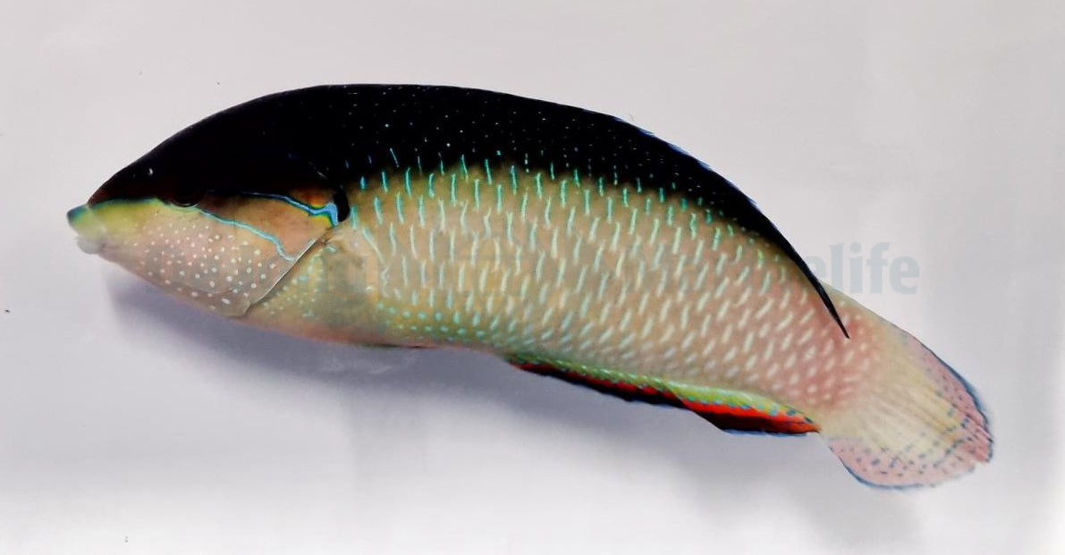 Anampses neoguinaicus - Zwartrug lipvis