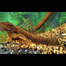 Ancistrus Sp. Pucallpa / Ancistrus Pucallpa