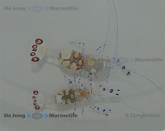 Ancylocaris brevicarpalis - Clown anemone shrimp