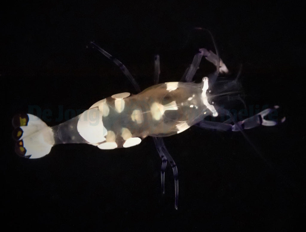 Ancylocaris brevicarpalis - Clown anemone shrimp