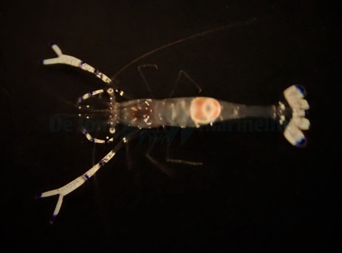 Ancylomenes venustus - Graceful anemone shrimp