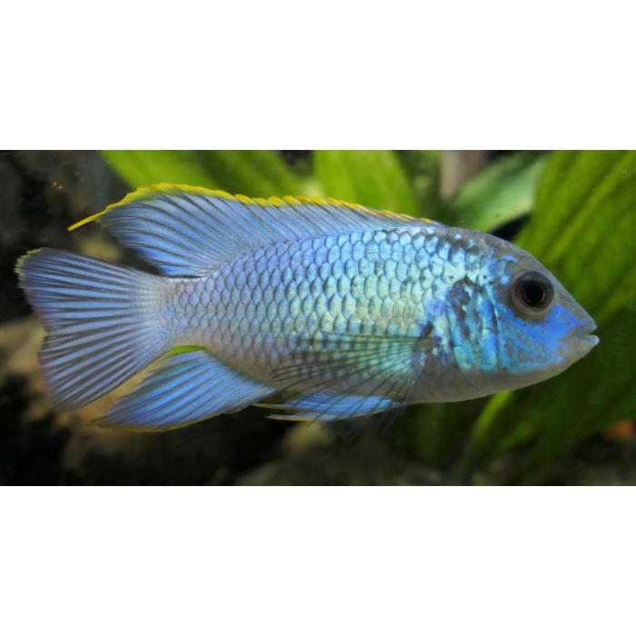 Aequidens Pulcher Neon Blue