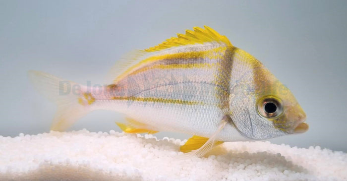 Anisotremus virginicus - Boneknaap