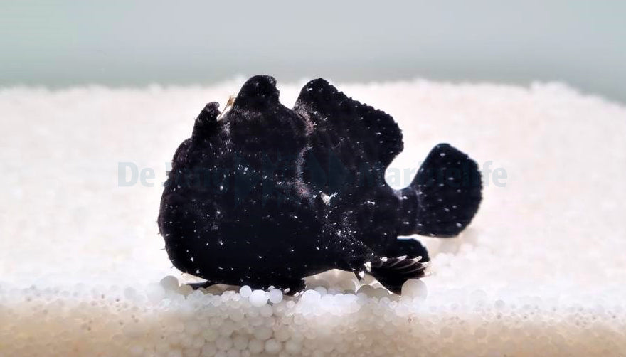 Antennarius sp. (Black) - Voelsprietvis