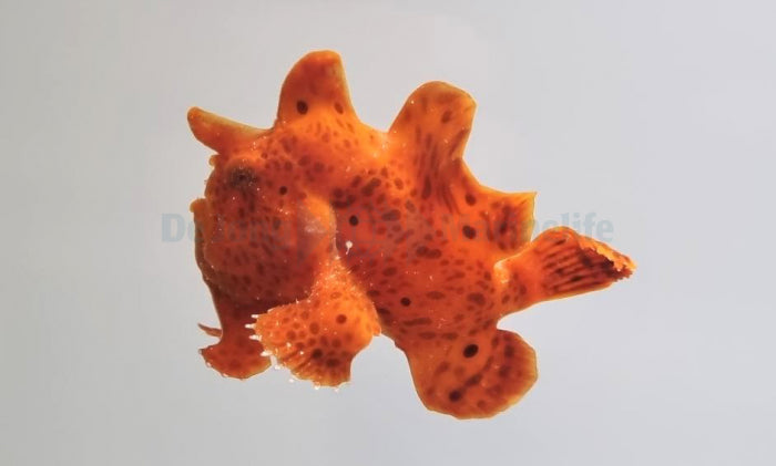 Antennarius sp. (Orange) - Voelsprietvis