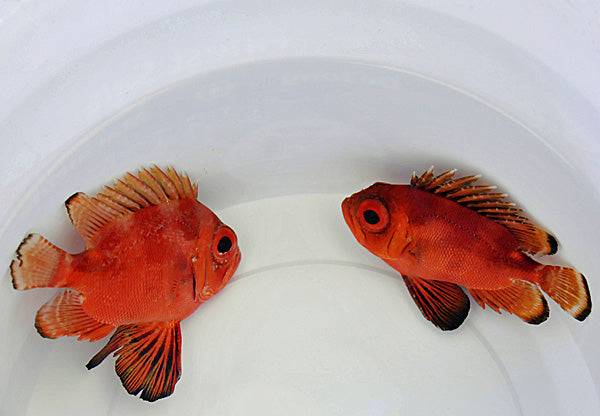 Pristigenys serrula - Popeye catalufa