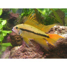 Apistogramma Cacatuoides Gold Red