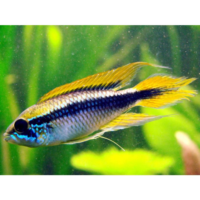Apistogramma Agassizi Gold Line Tucurui