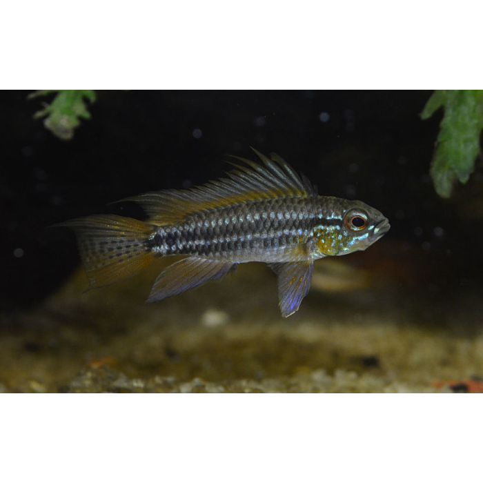 Apistogramma Bitaeniata Dwergcichlide Bitaeniata