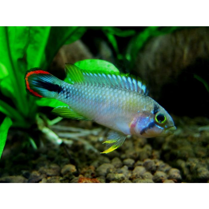 Apistogramma Pandurini