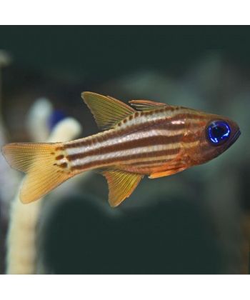 Apogon compressus - Gestreepte Kardinaalsvis