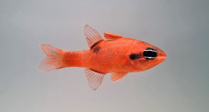 Apogon maculatus - Vlammen Kardinaalbaars