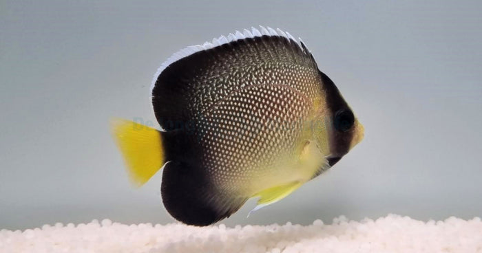 Apolemichthys xanthurus - Yellowtail angelfish