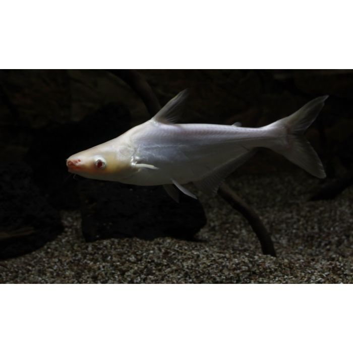 Pangasius Sutchi Albino