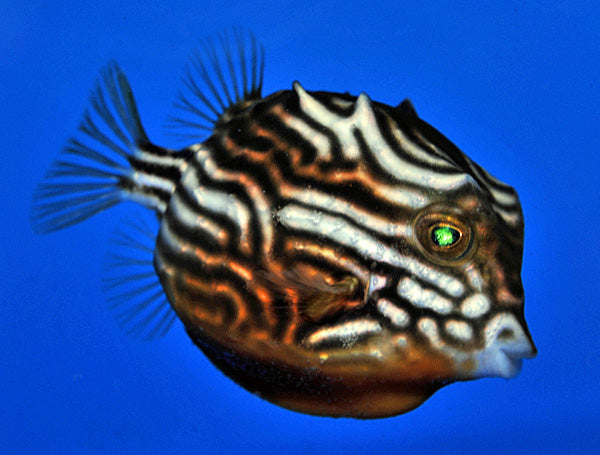 Aracana aurita - Striped cowfish