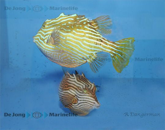 Aracana aurita - Striped cowfish