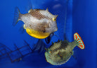Aracana ornata - Orante cowfish