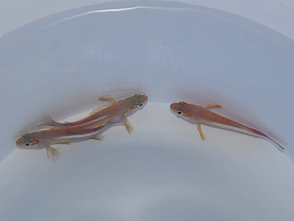 Paracirrhites arcatus - Oogboog Koraalklimmer