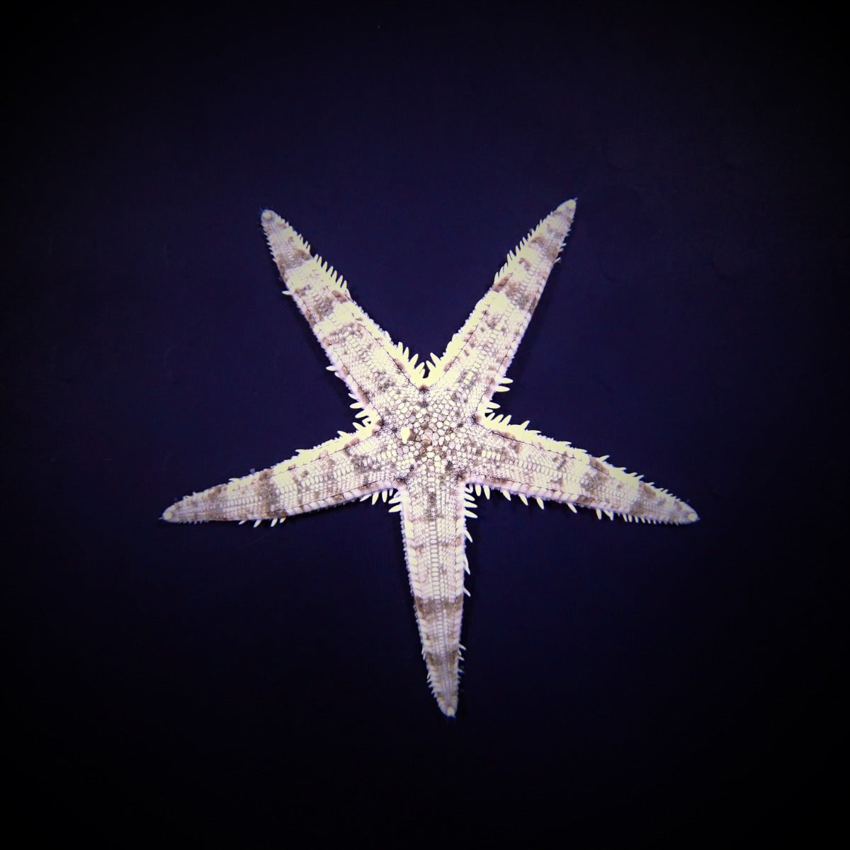 Archaster typicus - Sand sifting seastar
