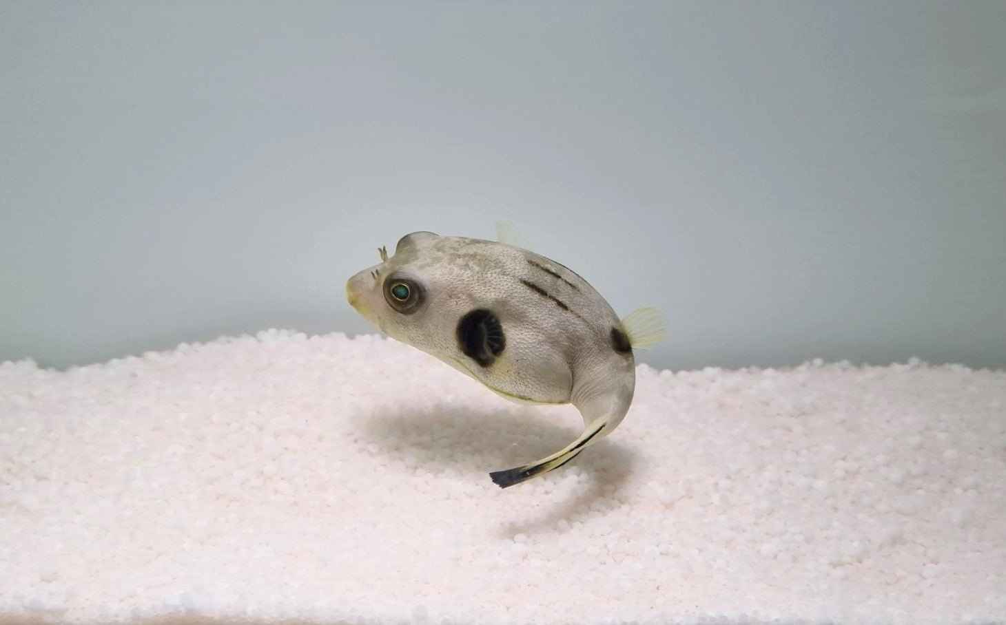 Arothron manilensis - Narrow-lined puffer
