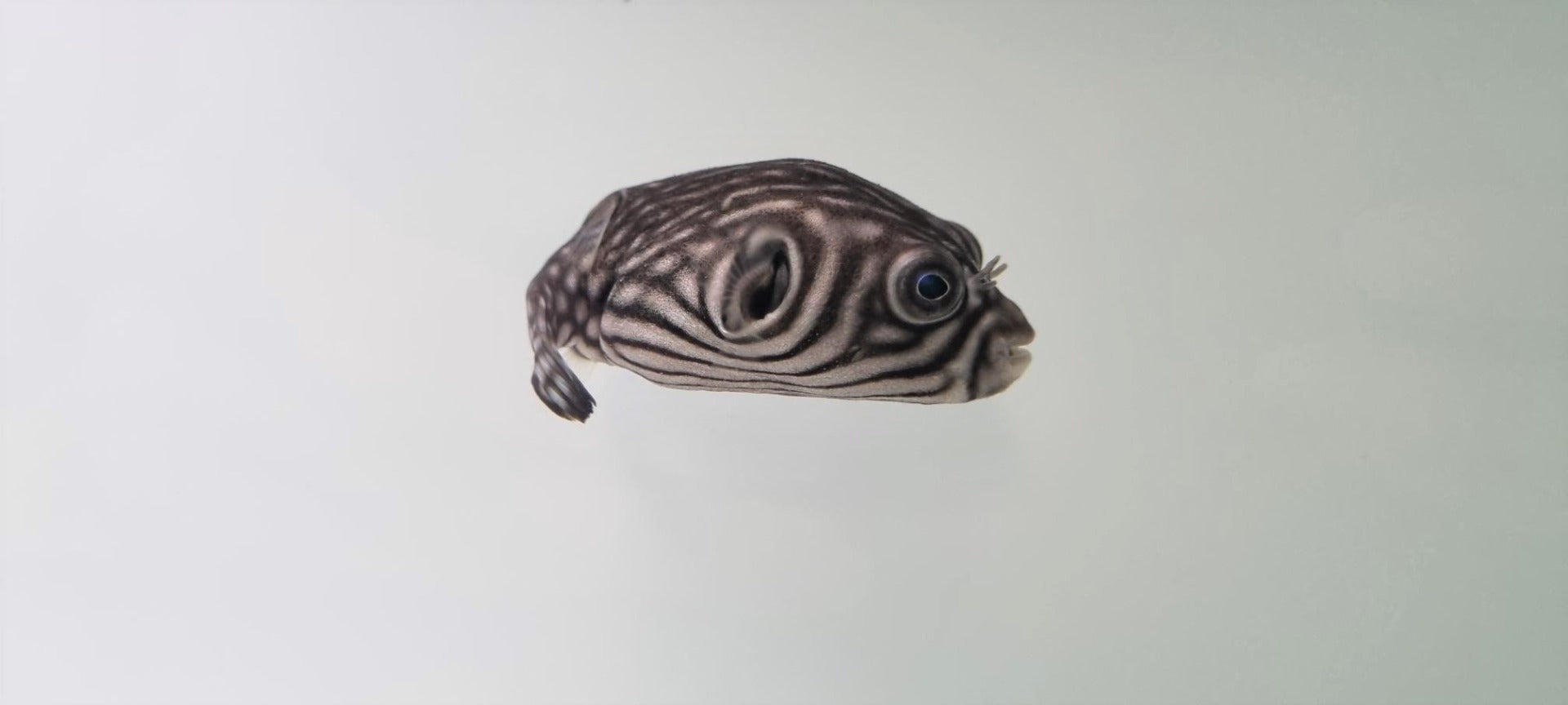 Arothron reticularis - Reticulated pufferfish