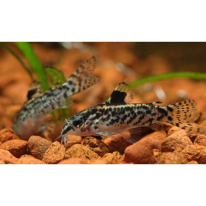 Aspidoras Pauciradiatus