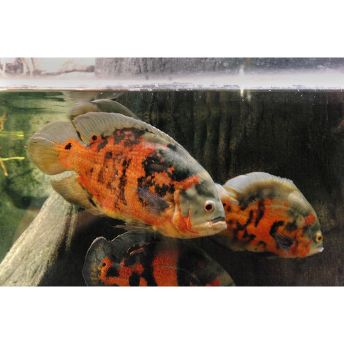 Astronotus Ocellatus / Pauwoog