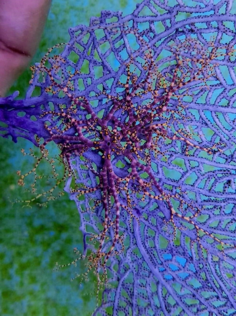 Astrophyton muricatum - Great basket star