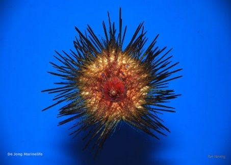 Astropyga magnifica - Magnificent sea urchin