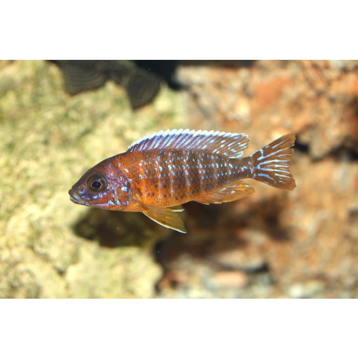 Aulonocara Jacobfreibergi Eureka-Red