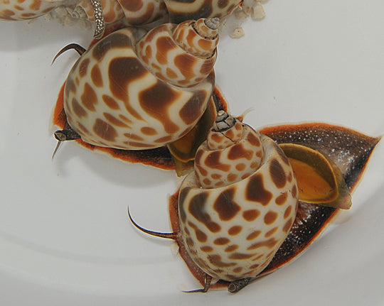 Babylonia zeylanica - Indian babylon