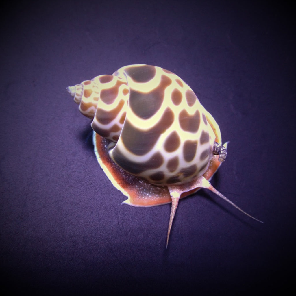 Babylonia zeylanica - Indian babylon