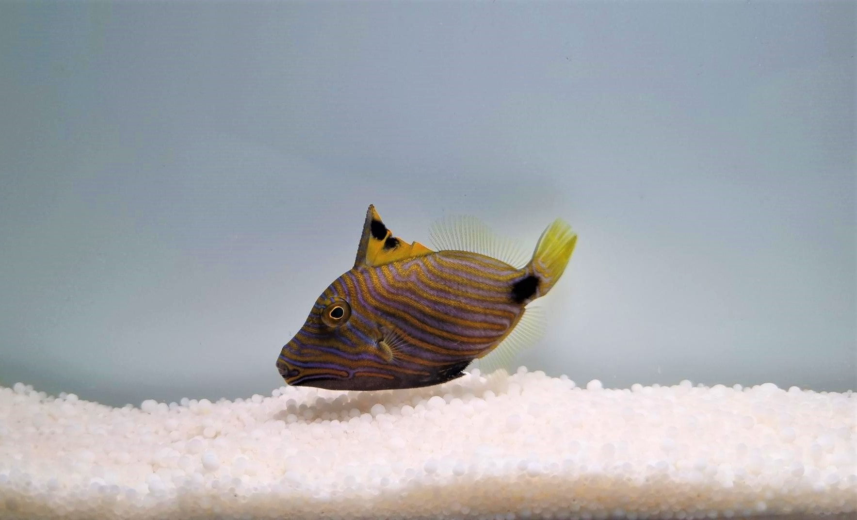 Balistapus undulatus - Orange-lined triggerfish