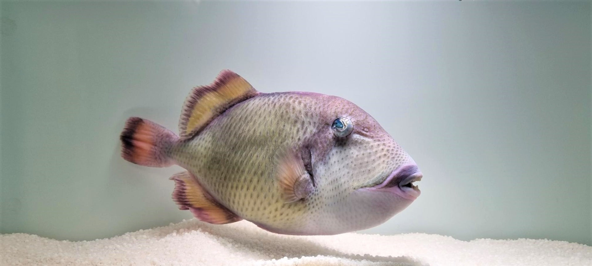 Balistoides viridescens - Blauwvintrekkervis