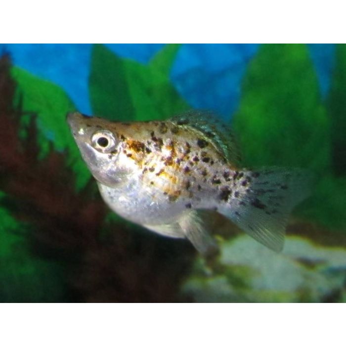 Poecilia Sphenops Balloon Molly Leopard
