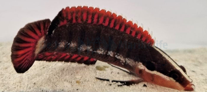 Belonepterygion fasciolatum