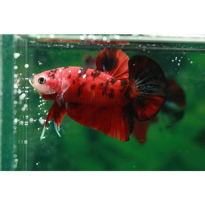 Betta Splendens Koi Plakkat