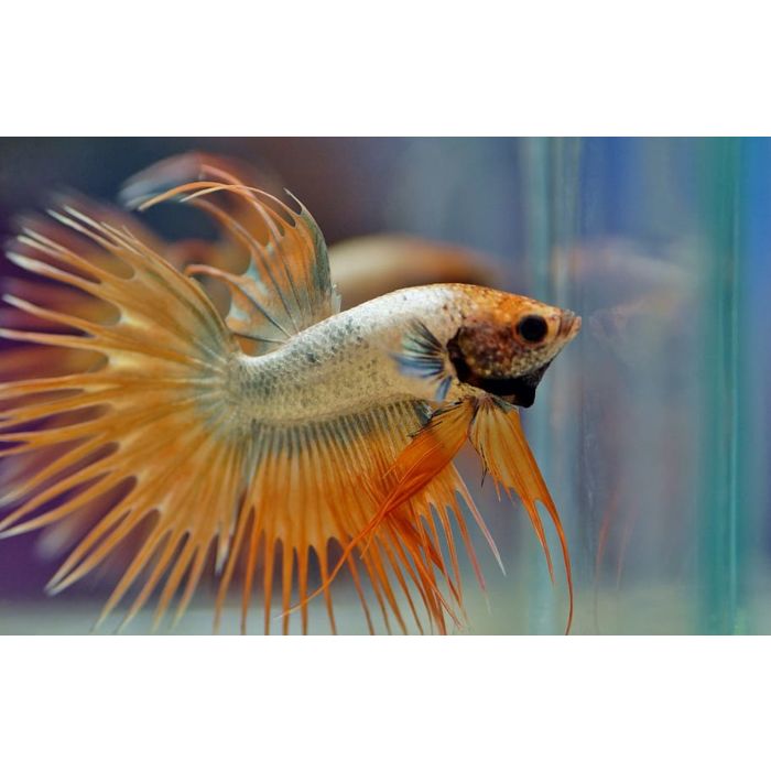 Betta Splendens Crowntail mixed colors